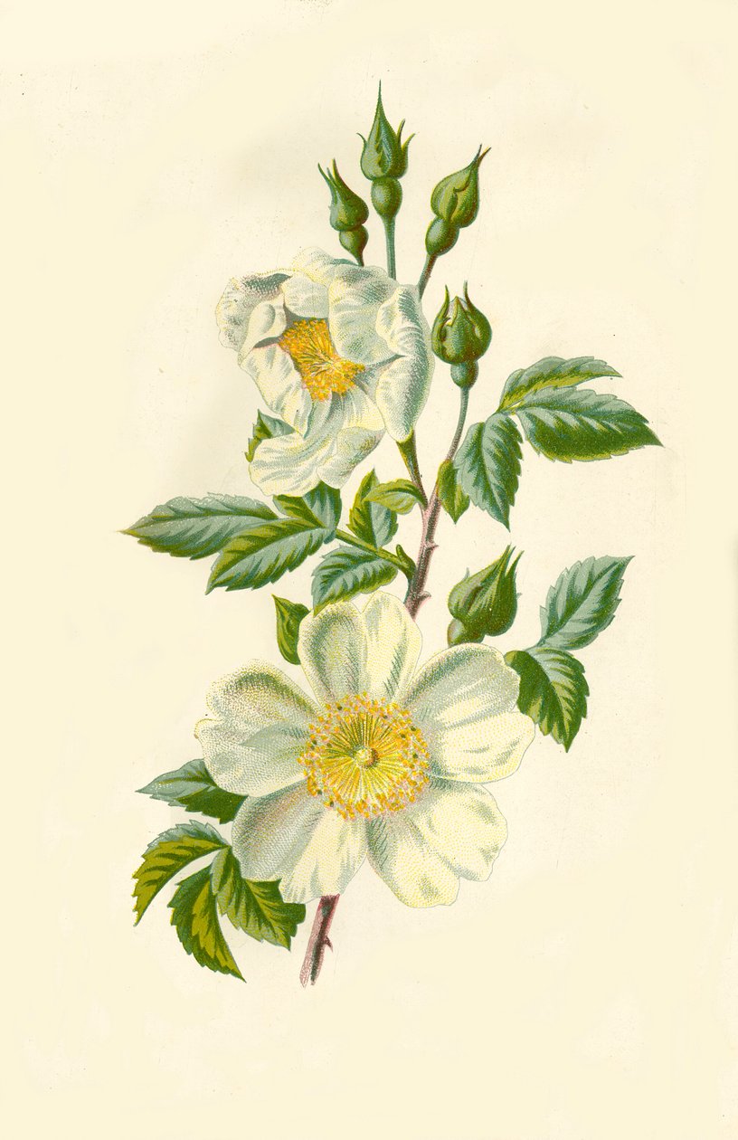 Rosa del campo, 1877 de Frederick Edward Hulme