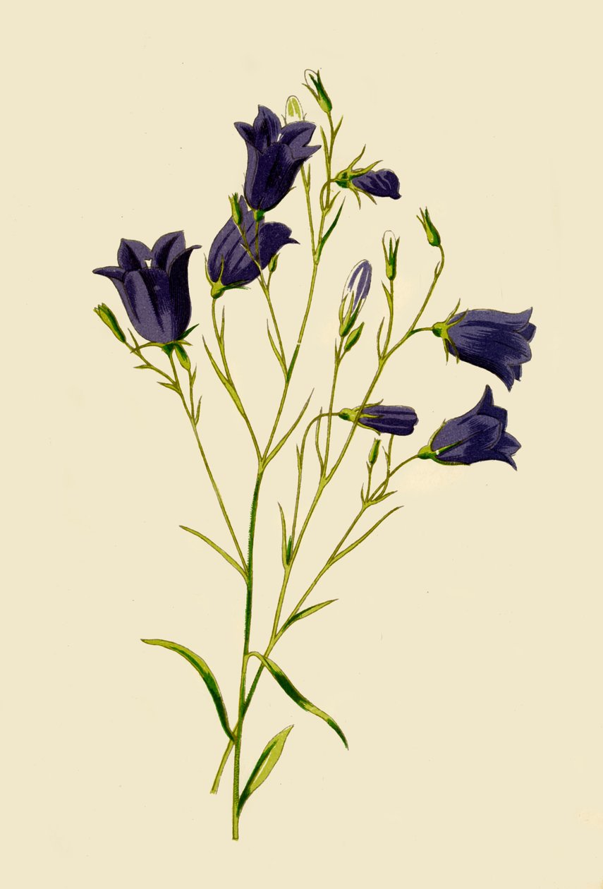 Campanilla, 1877 de Frederick Edward Hulme