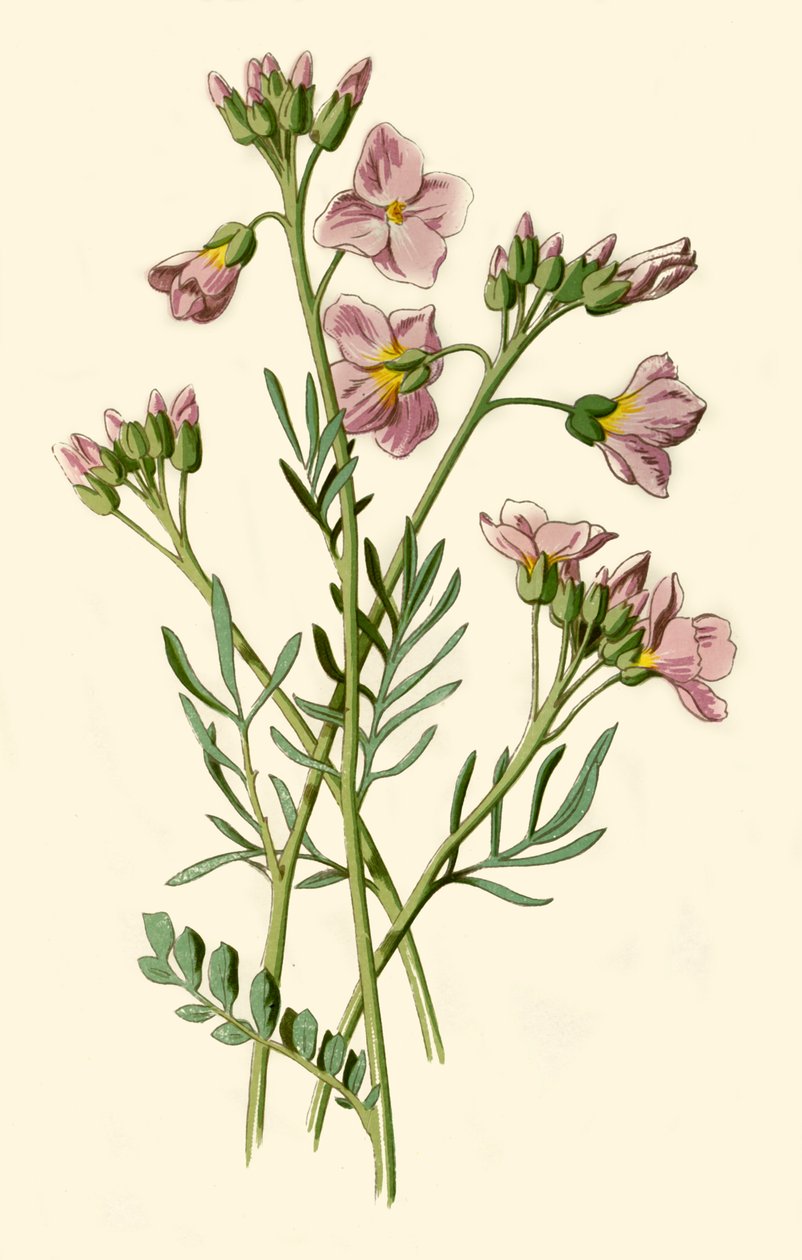 Cardamina, Berro Amargo o Flor del Cuco, 1877 de Frederick Edward Hulme