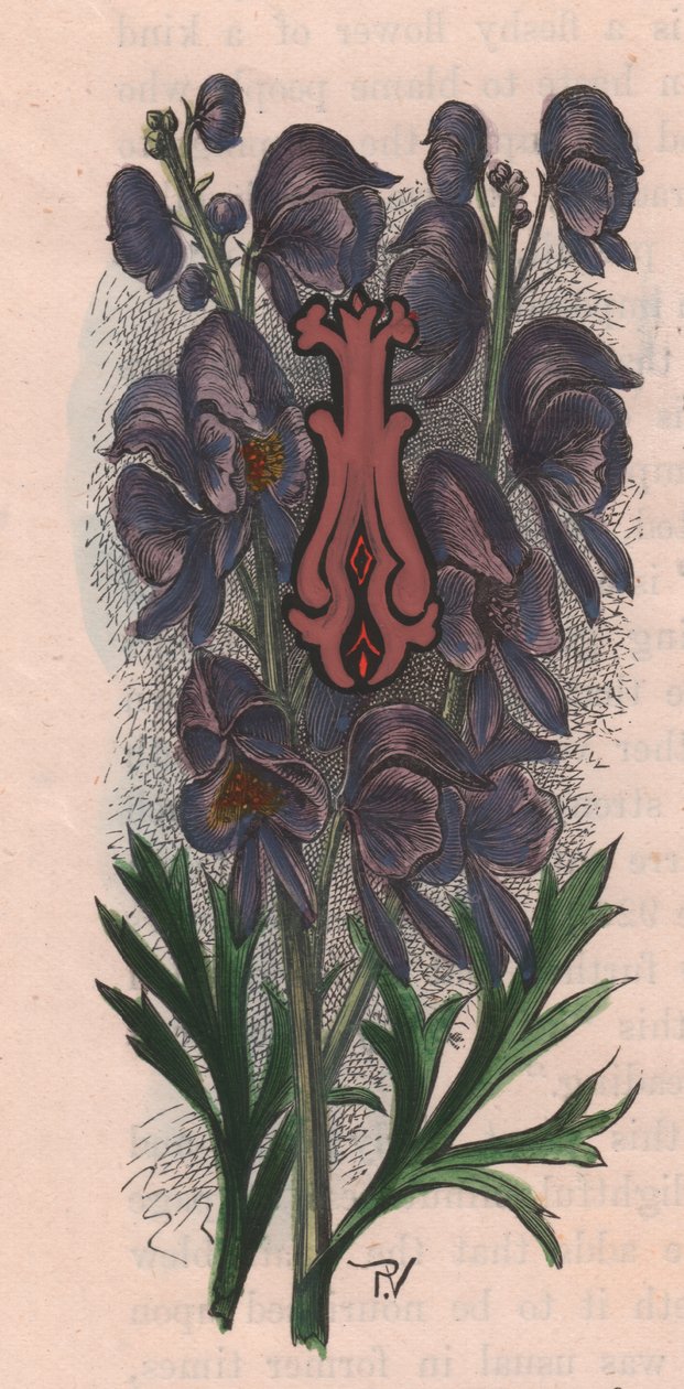 Letra I, letra mayúscula, grabado en acuarela, cm 10x5, por Frederick Edward Hulme (1841-1909) de The familiar Garden Flower, hacia 1880 de Frederick Edward Hulme