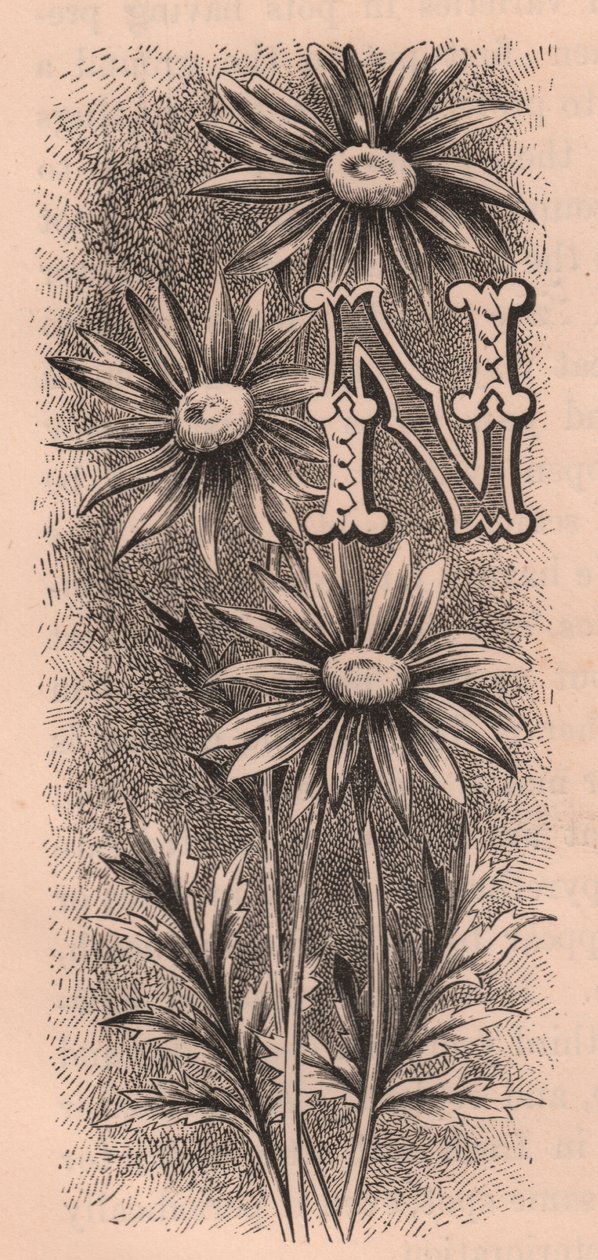 Letra N, letra mayúscula, grabado, cm 10x5, por Frederick Edward Hulme (1841-1909) de The familiar Garden Flower, circa 1880 de Frederick Edward Hulme