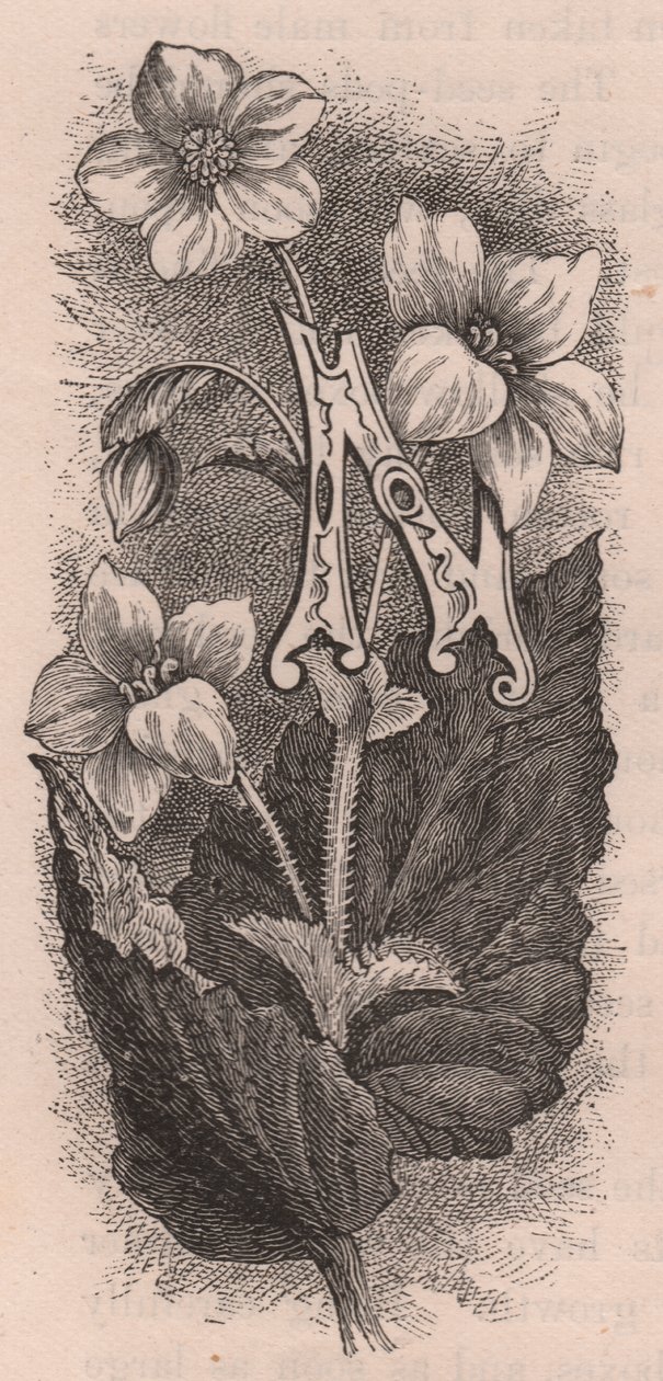 Letra N, letra mayúscula, grabado, cm 10x5, por Frederick Edward Hulme (1841-1909) de The familiar Garden Flower, circa 1880 de Frederick Edward Hulme