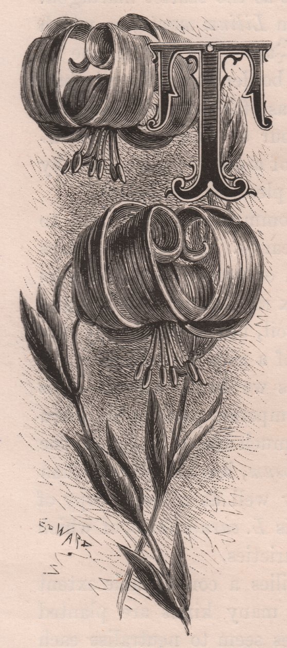 Letra T, letra mayúscula, grabado, cm 10x5, por Frederick Edward Hulme (1841-1909) de The familiar Garden Flower, circa 1880 de Frederick Edward Hulme