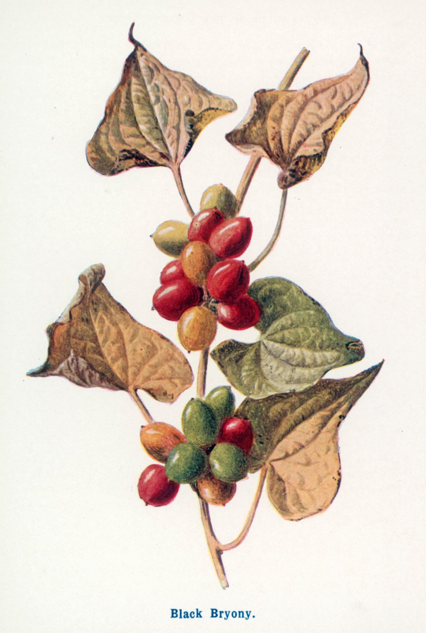  de Frederick Edward Hulme