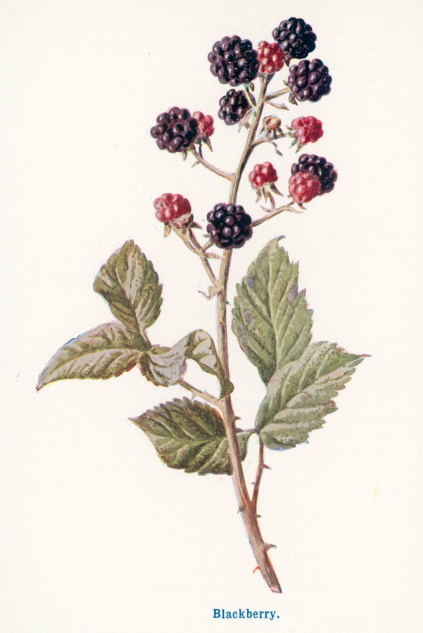Frutos silvestres del campo: Zarzamora (litografía en color) de Frederick Edward Hulme