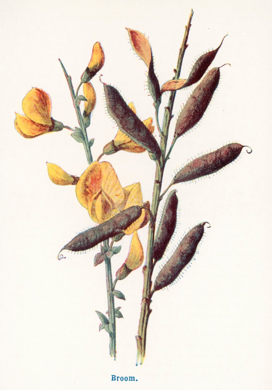  de Frederick Edward Hulme