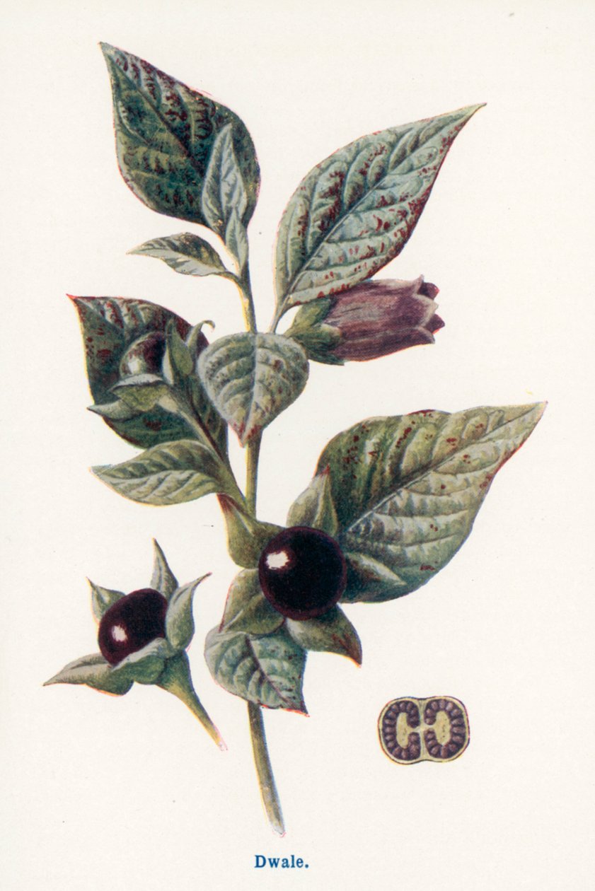  de Frederick Edward Hulme