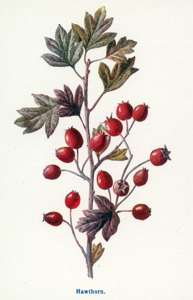  de Frederick Edward Hulme