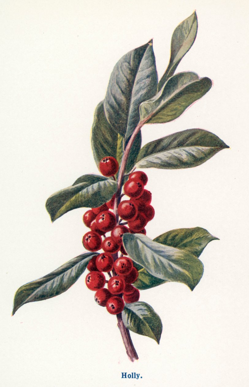  de Frederick Edward Hulme
