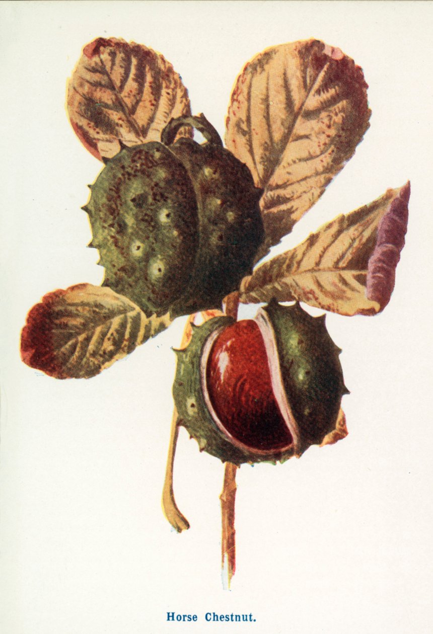 Frutos silvestres de la campiña: Castaño de Indias (litografía en color) de Frederick Edward Hulme
