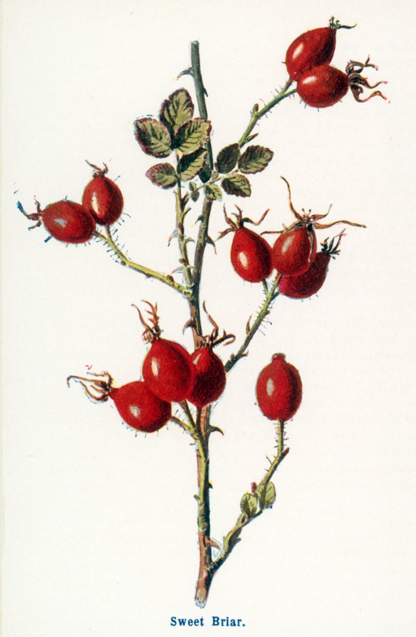  de Frederick Edward Hulme