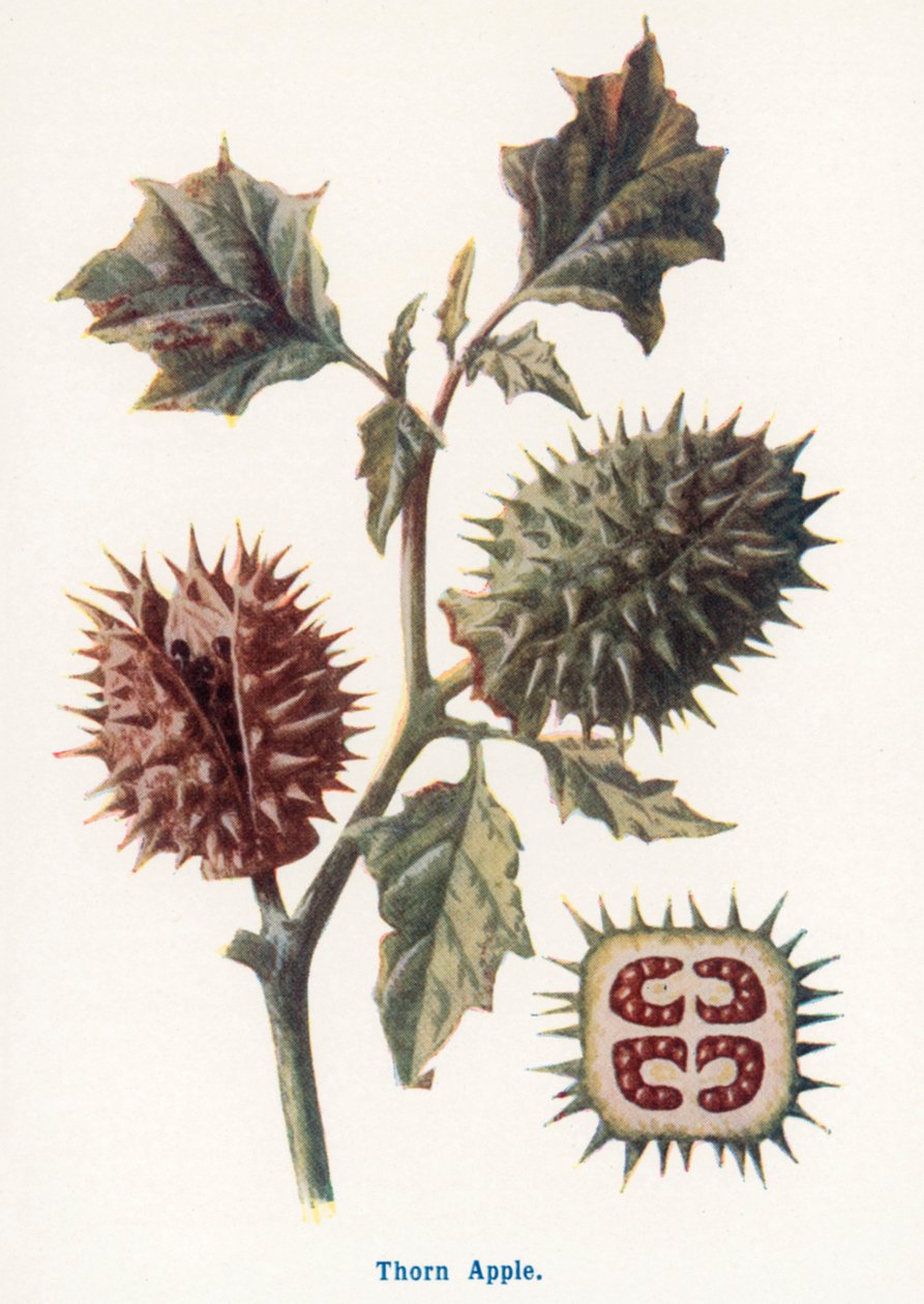  de Frederick Edward Hulme