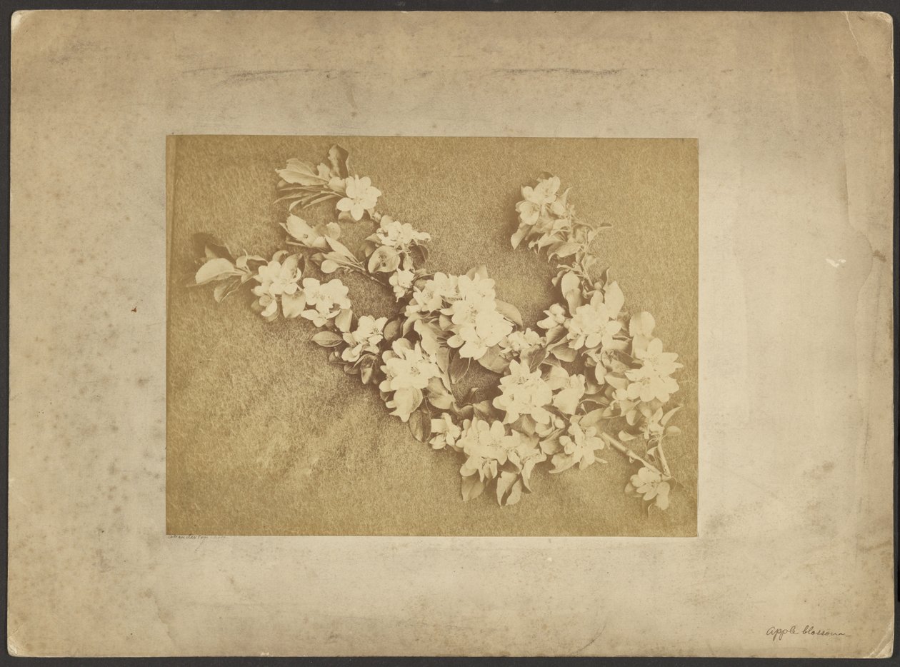 Flor de manzano de Frederick H. Hollyer