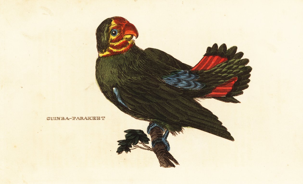 Inseparable cabecirrojo, Agapornis pullarius de Frederick Polydor (after) Nodder