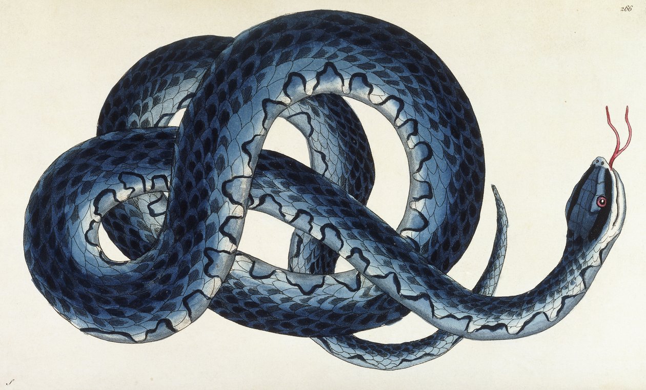 Serpiente de agua del sur de Frederick Polydor Nodder