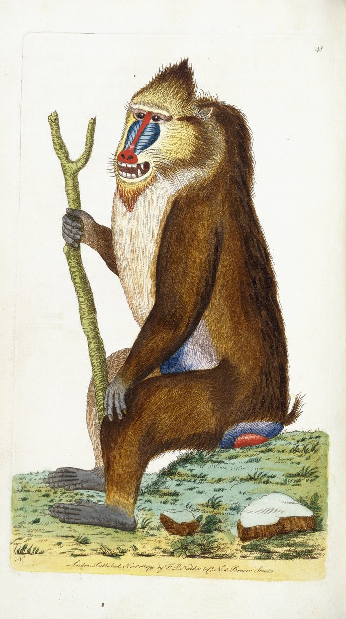 Babuino variado o Mandril Mandrillus sphinx de Frederick Polydor Nodder