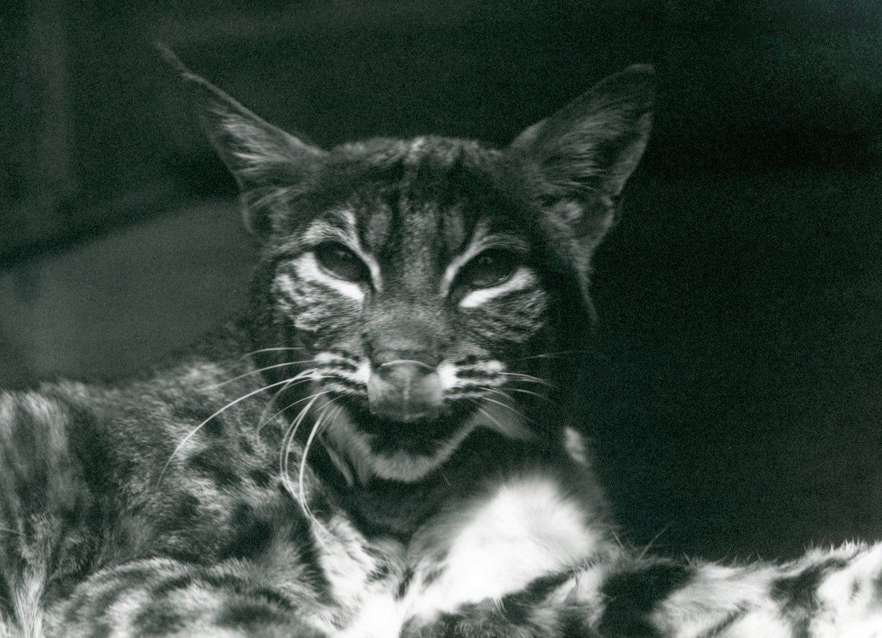 Un bebé lince lamiéndose los labios, Zoológico de Londres, junio de 1925 de Frederick William Bond