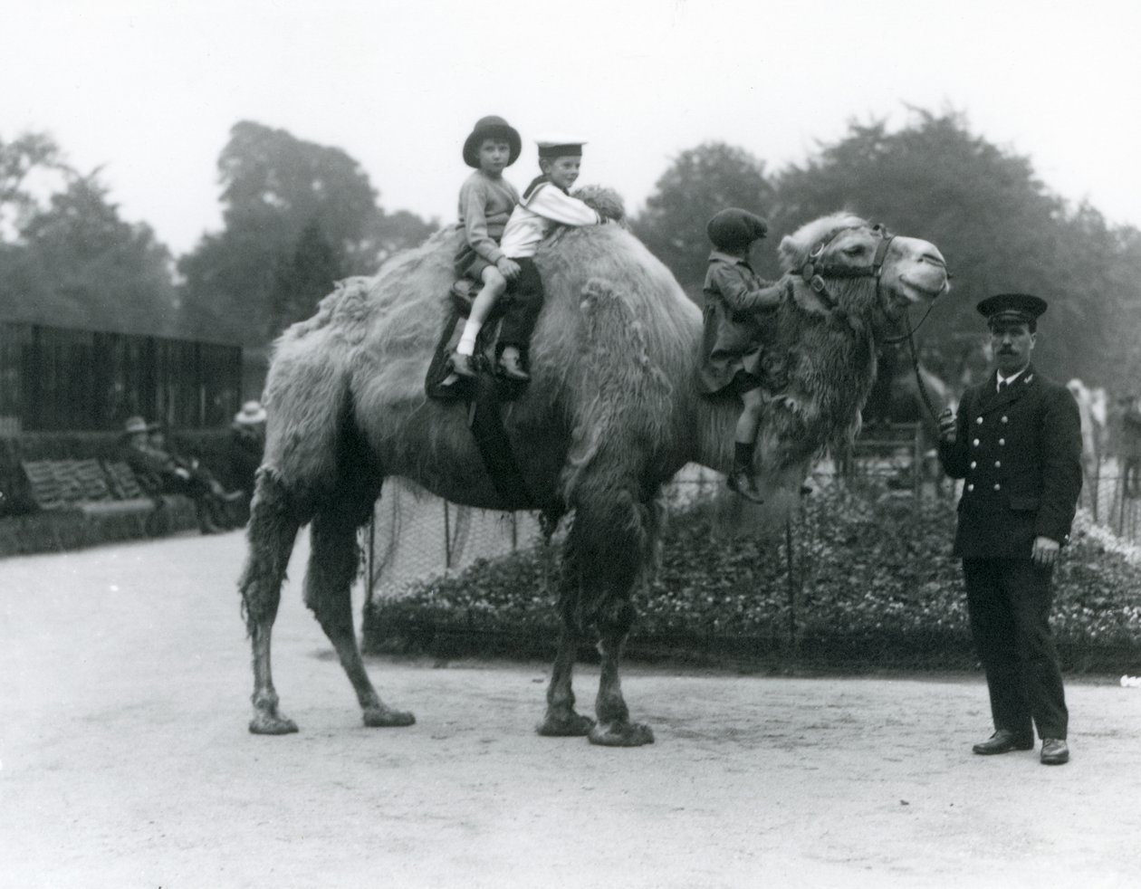 Paseo en camello bactriano con el cuidador Harry Warwick en el Zoológico de Londres, junio de 1924 de Frederick William Bond