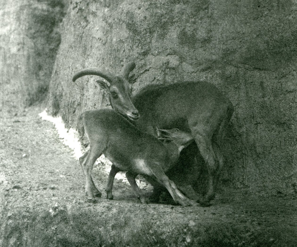 Una oveja de Berbería alimentando a su cordero en las terrazas Mappin, Zoológico de Londres, agosto de 1927 de Frederick William Bond