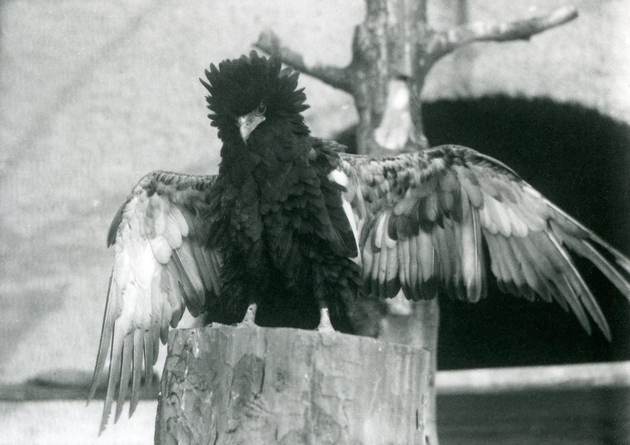 Un águila bateleur parada en un tocón de árbol y extendiendo sus alas, Zoológico de Londres, 1925 de Frederick William Bond