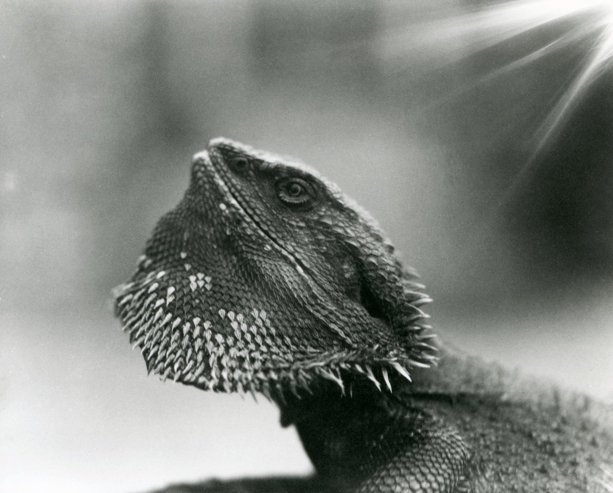 Un lagarto barbudo mirando hacia arriba en el Zoológico de Londres en 1930 de Frederick William Bond