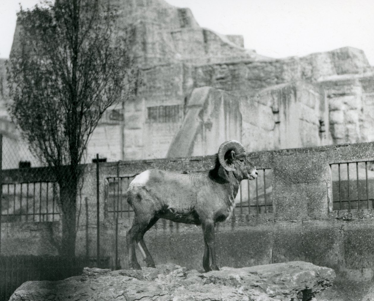 Un Carnero de Oveja de Cuerno Grande de pie sobre una roca mirando su recinto al pie de las Terrazas Mappin, Zoológico de Londres. 1931 de Frederick William Bond
