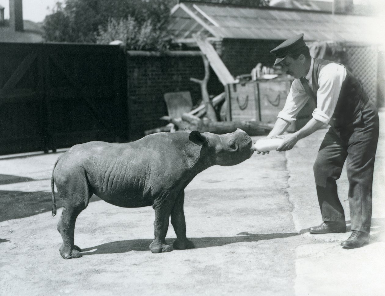 Un rinoceronte negro bebé siendo alimentado con biberón por su cuidador, Zoológico de Londres, septiembre de 1928 de Frederick William Bond