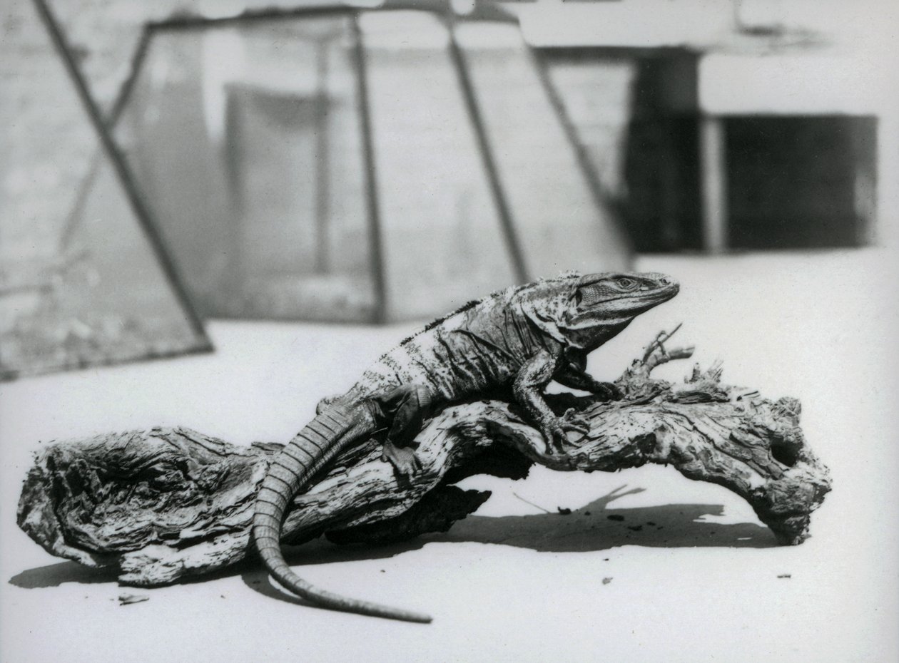 Un iguana de cola espinosa negra descansando en un tronco en el Zoológico de Londres en agosto de 1928 de Frederick William Bond