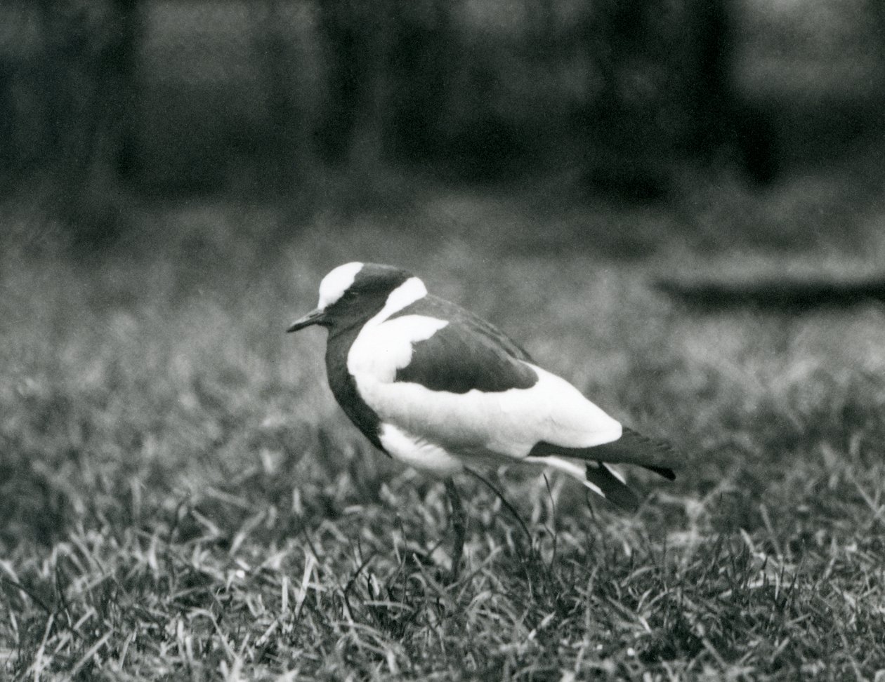 Avefría herrera de pie sobre el césped en el Zoológico de Londres, agosto de 1927 de Frederick William Bond