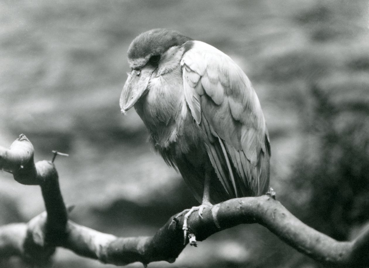 Garza pico de bote en una rama en el Zoológico de Londres, junio de 1924 de Frederick William Bond