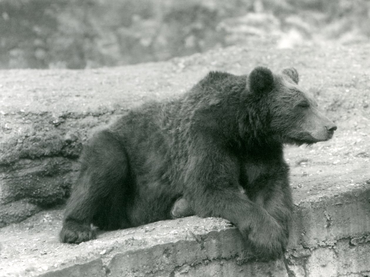 Un Oso Pardo Descansando en un Saliente en el Zoológico de Londres en 1924 de Frederick William Bond
