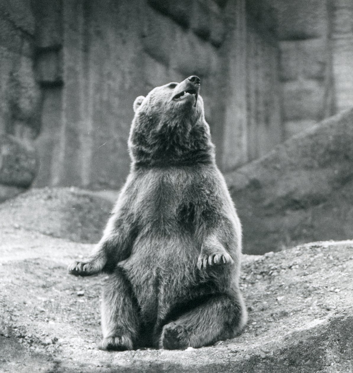 Un oso pardo sentado en un saliente rocoso en el Zoológico de Londres en septiembre de 1927 de Frederick William Bond