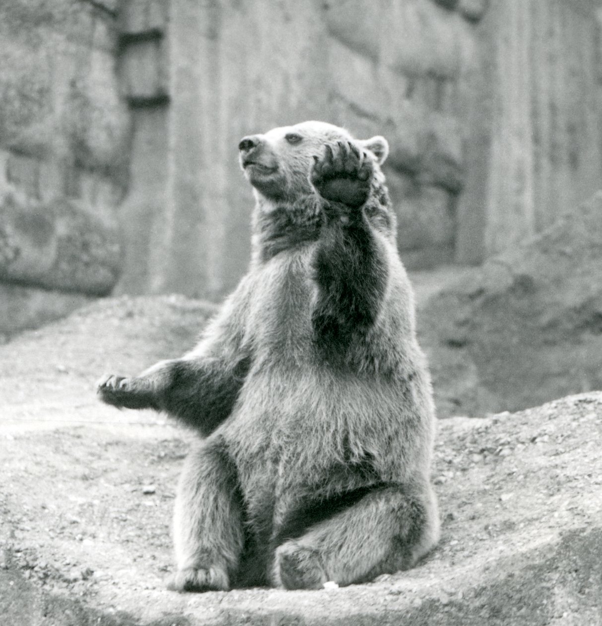 Un oso pardo sentado en una repisa rocosa, saludando con una de sus patas delanteras, Zoológico de Londres, septiembre de 1927 de Frederick William Bond