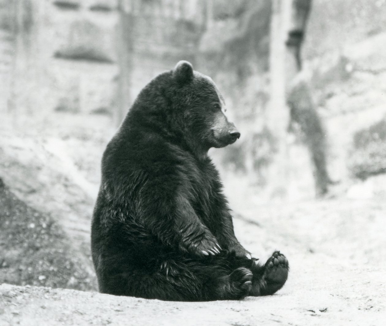 Un oso pardo sentado en las rocas de las Terrazas Mappin, Zoológico de Londres, junio de 1928 de Frederick William Bond