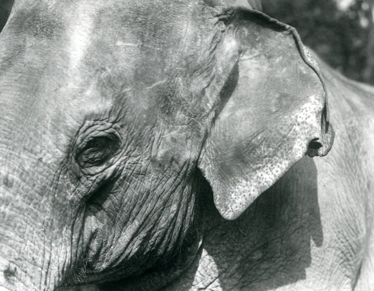 Elefante birmano, Zoológico de Londres, septiembre de 1926 de Frederick William Bond