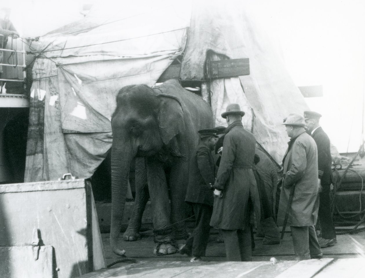 Un elefante birmano parcialmente protegido bajo una lona en la cubierta, con un entrenador y cuatro hombres más, viajando al Zoológico de Londres en 1927 de Frederick William Bond