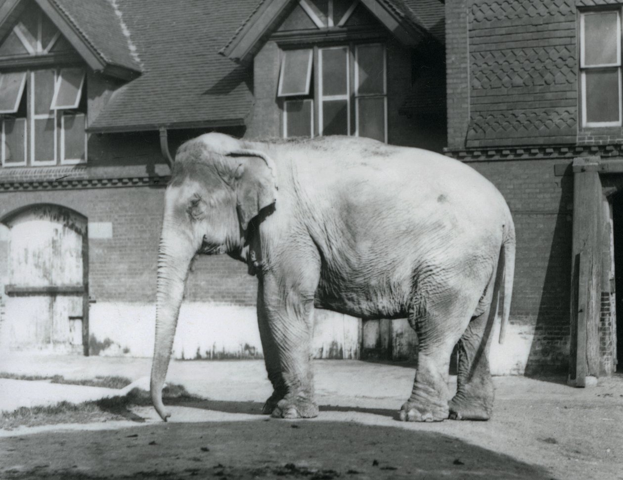 Un elefante birmano de pie fuera de la Casa de los Elefantes, zoológico de Londres de Frederick William Bond