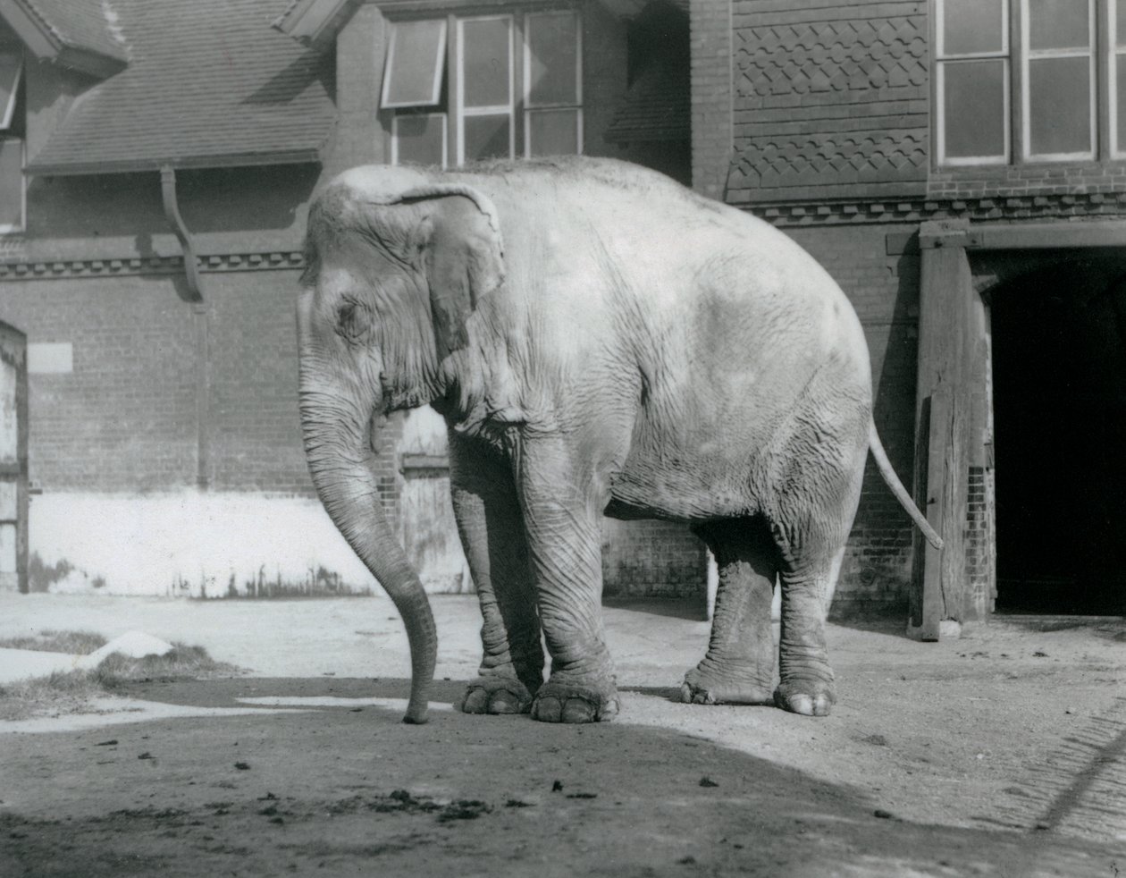 Un elefante birmano fuera de la Casa de los Elefantes en el Zoológico de Londres en 1929 de Frederick William Bond