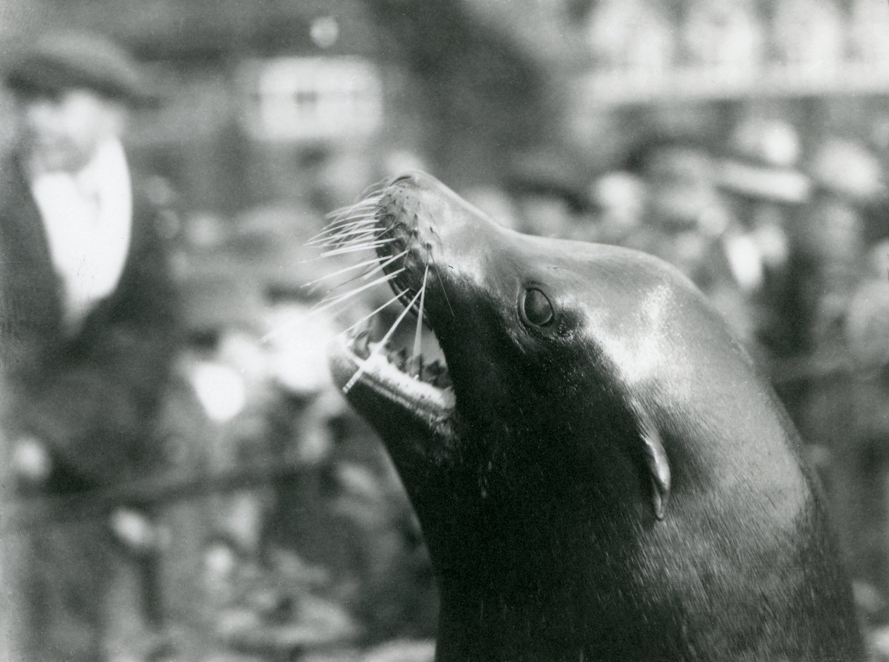 Un León Marino de California en el Zoológico de Londres, Octubre de 1924 de Frederick William Bond
