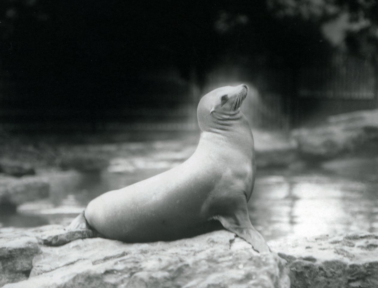 Una leona de California sentada en una roca junto a su piscina, Zoológico de Londres, septiembre de 1925 de Frederick William Bond
