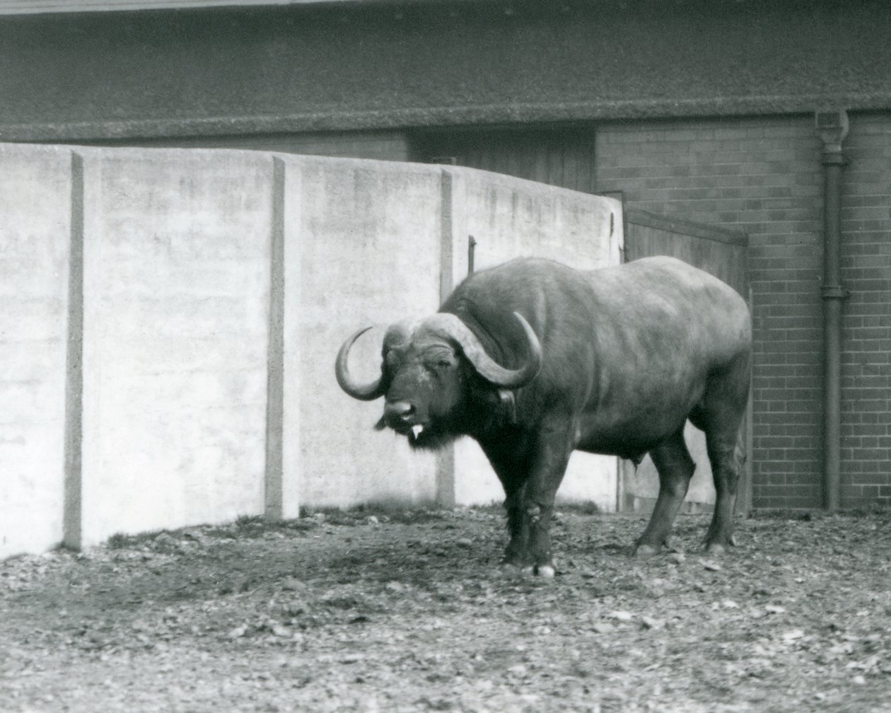Un toro de búfalo del Cabo/Africano de pie sobre tierra desnuda, junto a la pared de concreto de su recinto en el Zoológico de Londres en 1928 de Frederick William Bond
