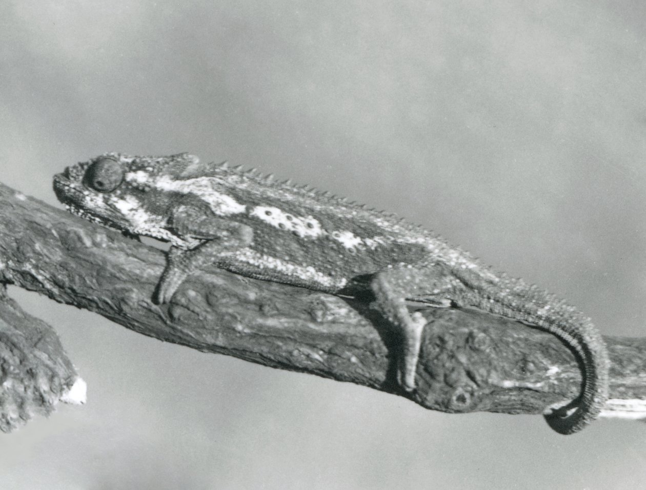 Un camaleón enano del Cabo aferrado a una rama, Zoológico de Londres, 1927 de Frederick William Bond