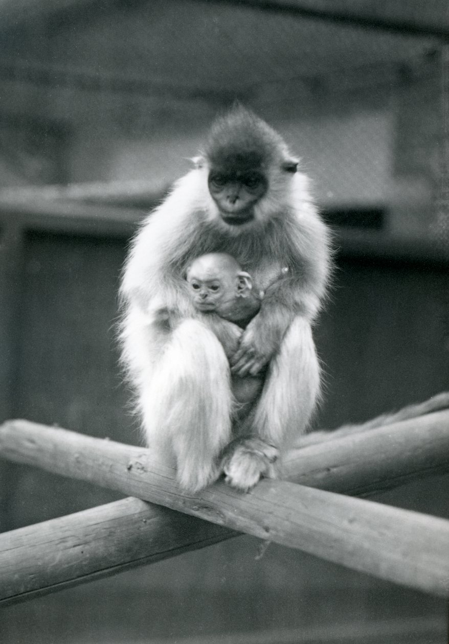 Un langur con gorra sosteniendo a su bebé mientras está sentado en una viga. Zoológico de Londres, 6 de octubre de 1913 de Frederick William Bond