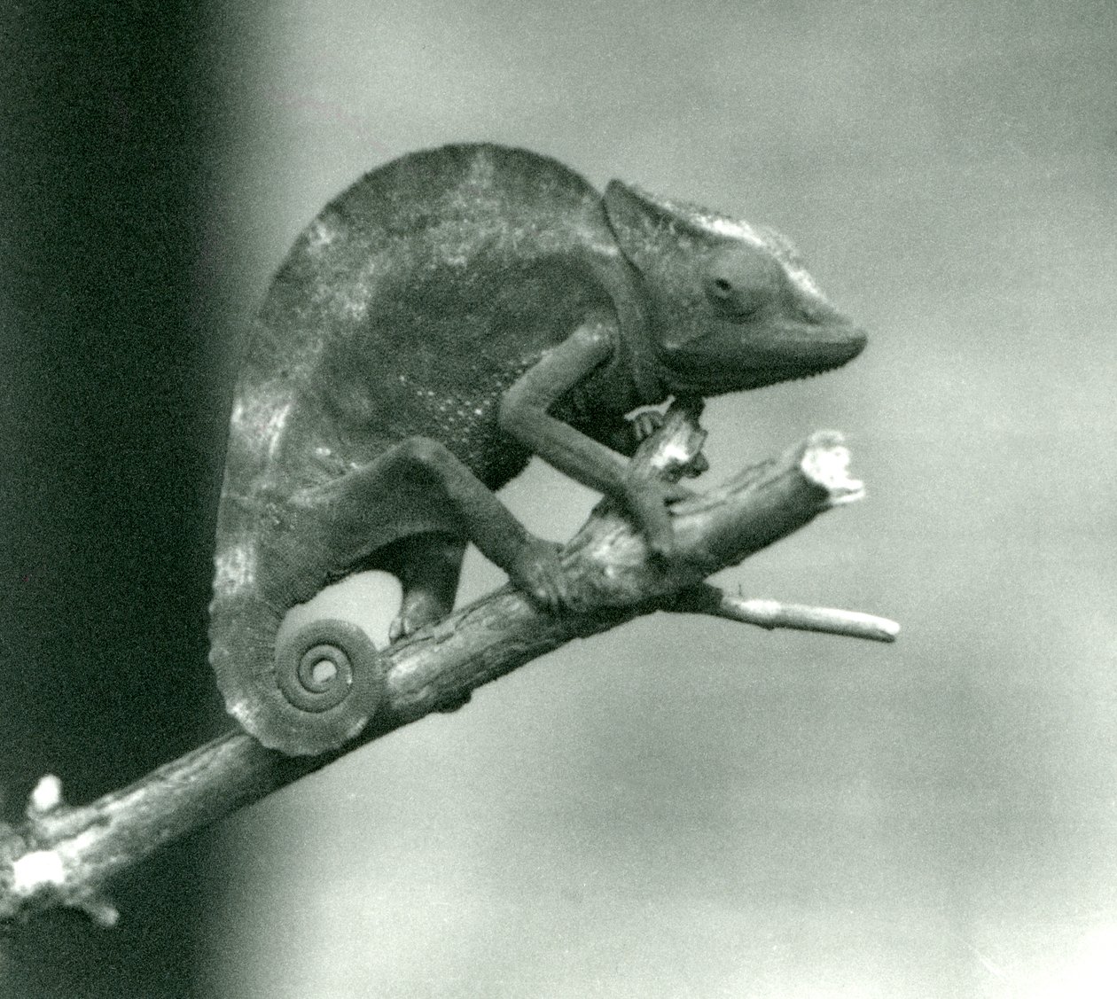 Un camaleón aferrado al extremo de una rama, Zoológico de Londres, 1927 de Frederick William Bond
