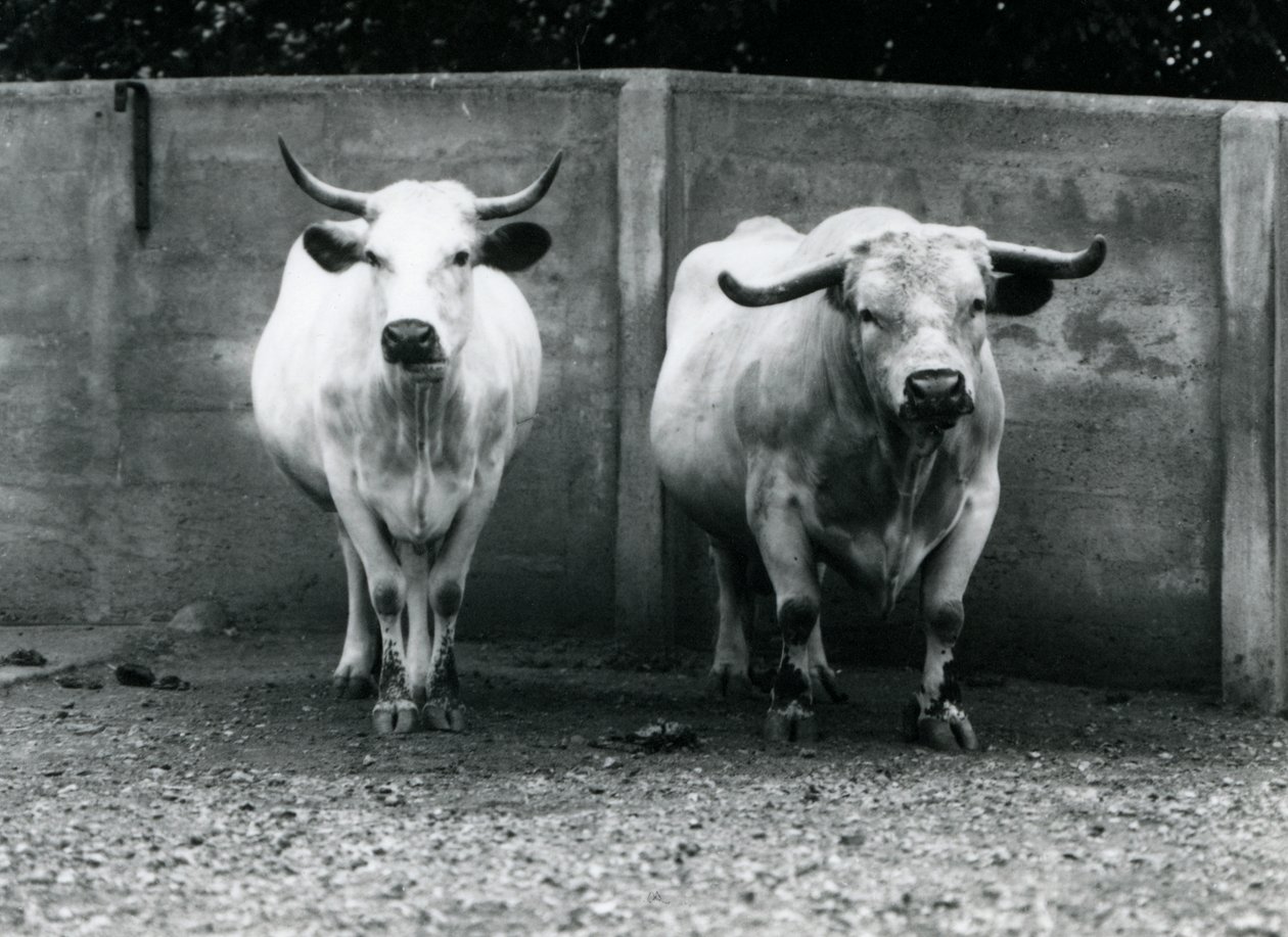 Un toro y una vaca Chartley en el zoológico de Londres, julio de 1924 de Frederick William Bond