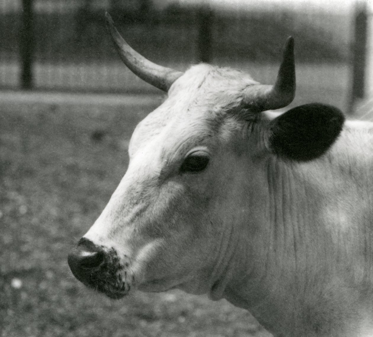 Una vaca Chartley en el Zoológico de Londres, julio de 1924 de Frederick William Bond