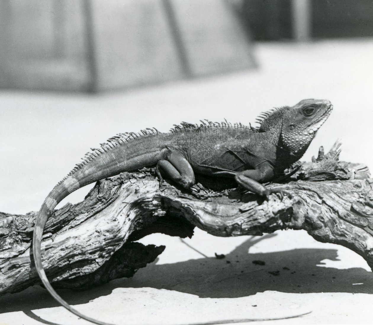 Un dragón de agua chino/asiático/tailandés descansando en un tronco en el Zoológico de Londres en 1928 (foto en b/n) de Frederick William Bond
