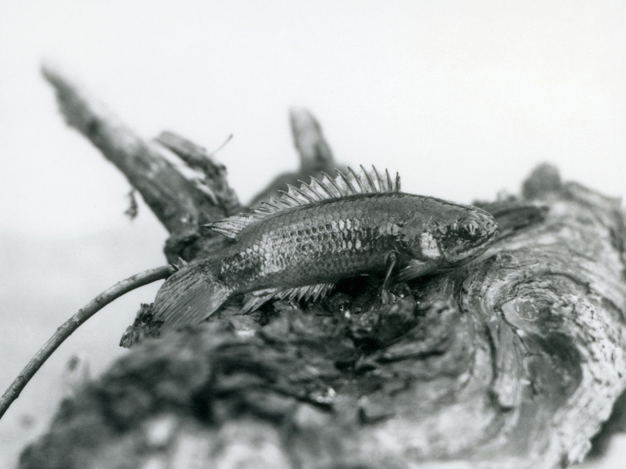 Un pez trepador descansando en una rama muerta, fuera del agua en el Zoológico de Londres en septiembre de 1928 de Frederick William Bond