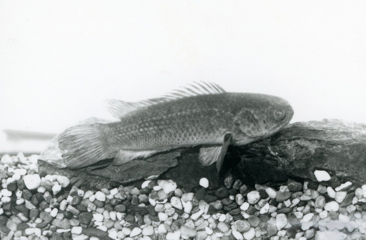 Un pez trepador descansando en rocas y grava en el fondo de su tanque, en agua en el Zoológico de Londres en septiembre de 1928 de Frederick William Bond