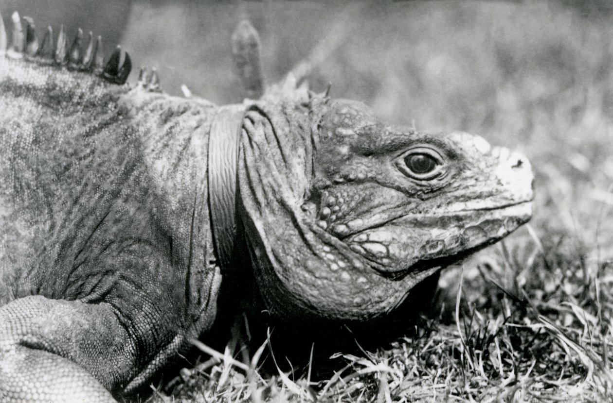 Una Iguana Roca Nublada Methuselah, con un collar, caminando en un césped en el Zoológico de Londres, julio de 1924 de Frederick William Bond